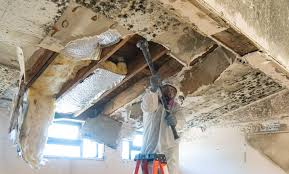 Best Basement Mold Removal  in La Grange, KY